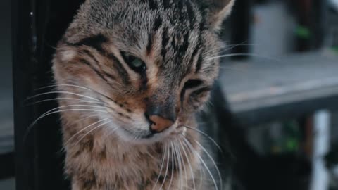 Cute cat/kitten falling asleep