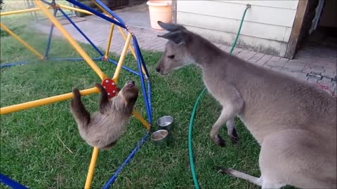 Baby Sloths Being Sloths pet