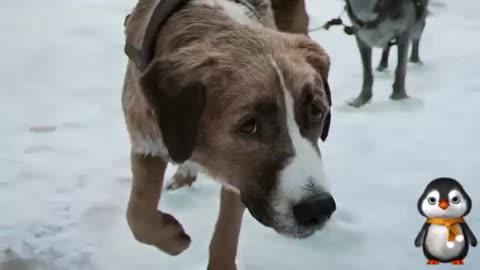 Abandoned Dog Becomes The Leader Of Wolf Pack