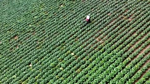 Korean staple kimchi under climate threat in its homeland | REUTERS