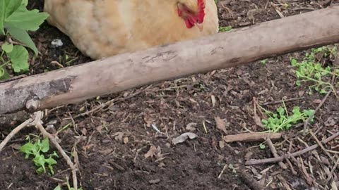 OMC! Part of the flock relaxing after a rough day! #chickens #relaxing #shorts #backyardchickens