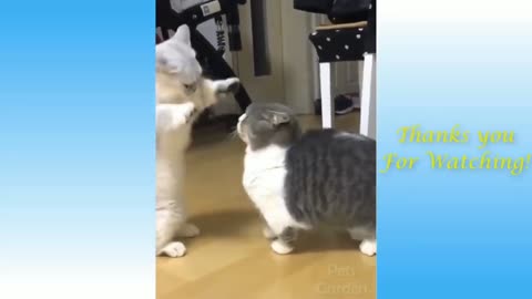 Very funny cat fight