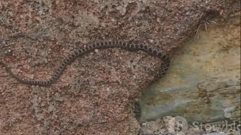 The Amazing Barbados Thread Snake Unveiling the World's Smallest Serpent