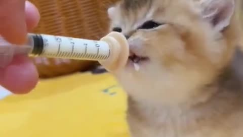 MILK FEED IN KITTEN