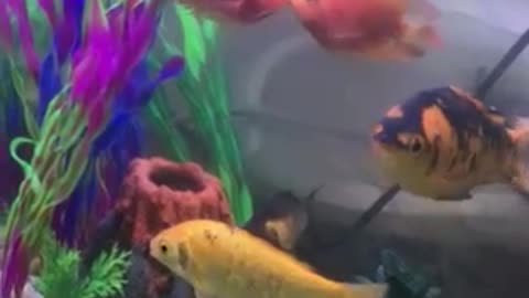 very loving pair of fish