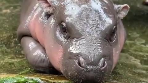 baby hippos are so underrated 😍🤗