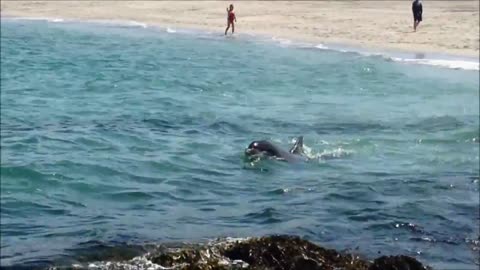 Angry Dolphin Goes Into Attack Mode On Innocent Swimmer