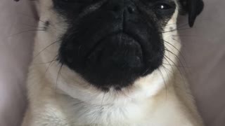 Pug caught chilling in bed with her friends