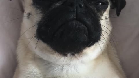 Pug caught chilling in bed with her friends