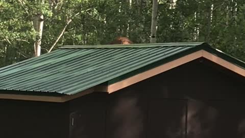 Bear Bandit Takes Off with Bird Feeder