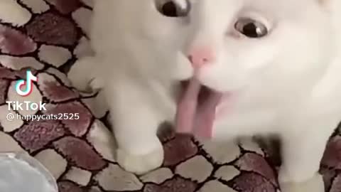 Funny cat video end of 2021🤣🤣🤣🤣😂😂🤣🤣🤣🤣🤣