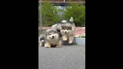 Adorable Clumsy 3 Muskateers,Cute Puppies