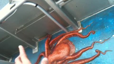 Giant Octopus Houdini Squeezes His Way Out Through A Tiny Hole