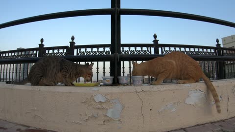 MICHAEL JACKSON & ED SHEERAN - Homeless cats in Ras Al Khaimah, UAE #cat #EdSheeran #MichaelJackson