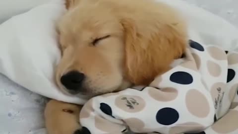 Funniest & Cutest Labrador Puppies 2022 (1080p)