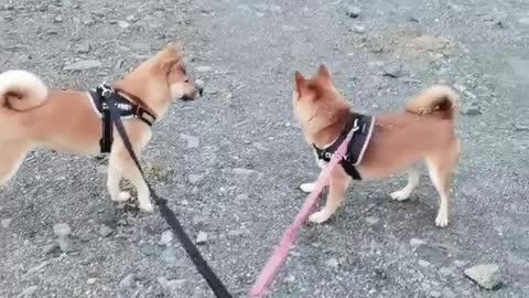 Shiba inu dog girls want sex on mountain top