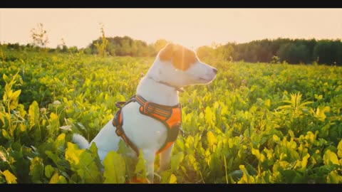 Dog Stock Footage | Pet | Animal