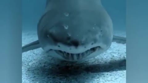 Scary but Cute Sharks & Whale