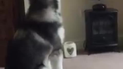 Adorable Malamute Howls Along to Clean Bandit