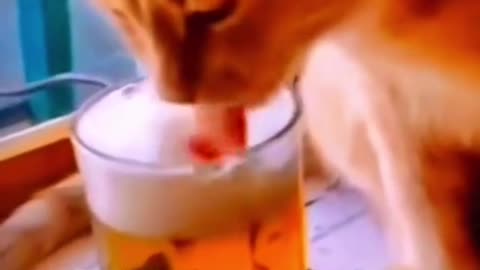 Drunk cat funny video