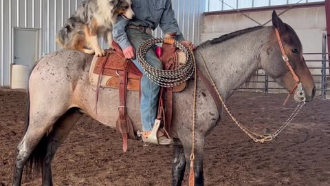 Dog Jumps on Horse's Back for a Ride