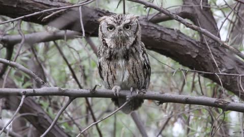 Eastern Screech Owl Calling