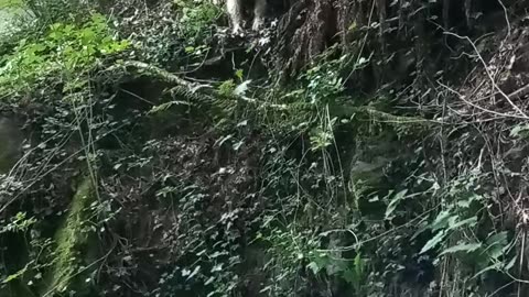 Samoyed Doesn't Stick The Landing