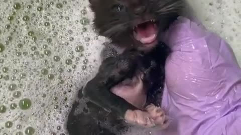 LITTLE KITTY TAKING BATH 🐱❤️