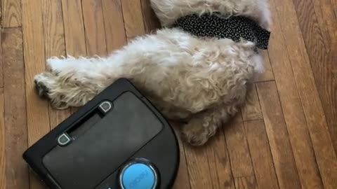 Robot Vacuum Interferes With Dog's Nap Accomplishes Nothing