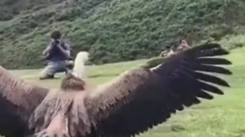 Griffon Vulture being released back into the wild #shorts #shortvideo #video #virals #videoviral