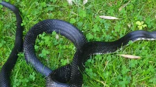 Black rat snake