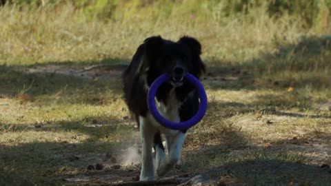 Big black and white dog returns the throwed toy back