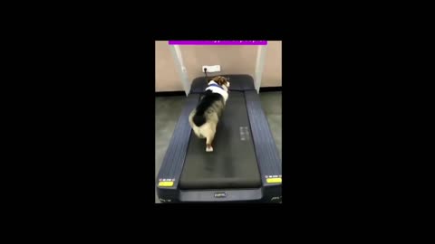 Two Corgi walking on Treadmill.