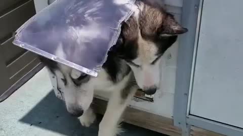 Hilarious husky traffic jam at doggy door