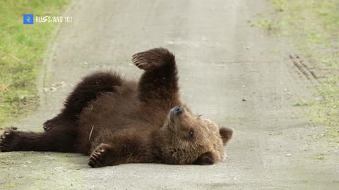 ► Russians And Their Brown Bear Pets ◄