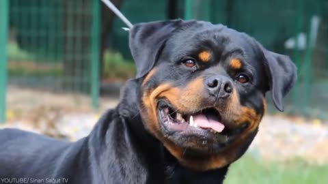 14 Most aggressive dogs in the world