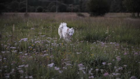 Decoding the canine mind.