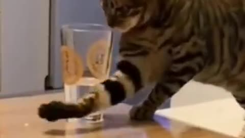 Funny Cats Video