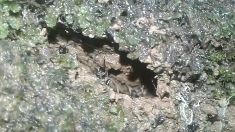 Ants'houses are gonig crazy