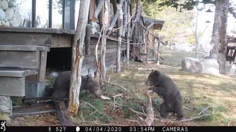 Two Bear Cubs Wrestling