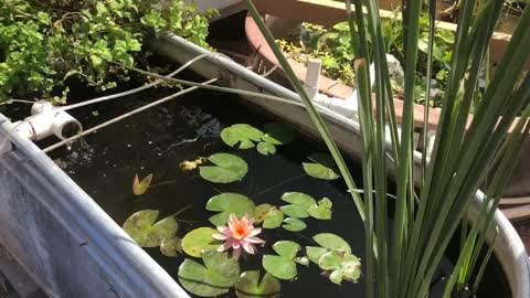 Lily Pads