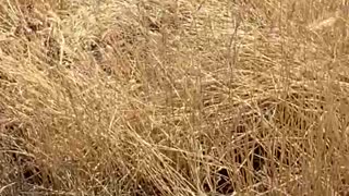 Dry Island Buffalo Jump