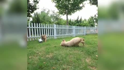 Two little tigers are playing, very happy.