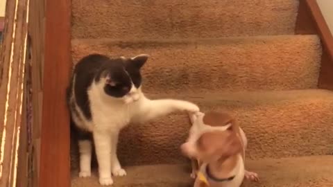 Spotted dog runs really quickly along staircase away from cat