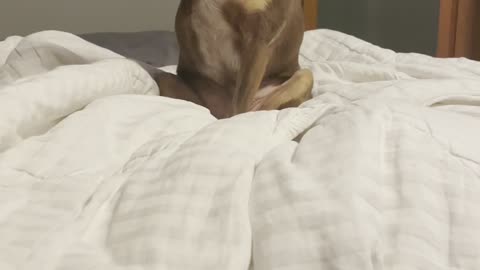 Adorable 3 legged dog scratches armpit