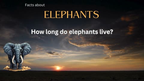 Elephant Fact 1 - How long do elephants live