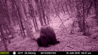 Brown Bear Back Scratches