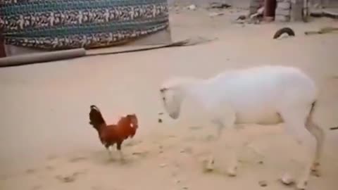 Roaster And Goat Fighting, Animals Fighiting Videos 2023 #shorts #short #shortvideo #funny #fight