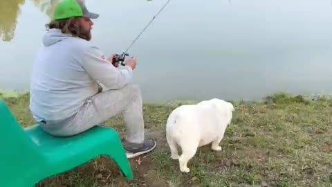 Charli the English Bulldog Tries to Catch Fish with Dad