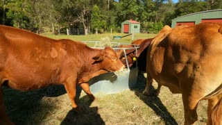 9-Droughtmaster bull now 17 months old 25.7.21